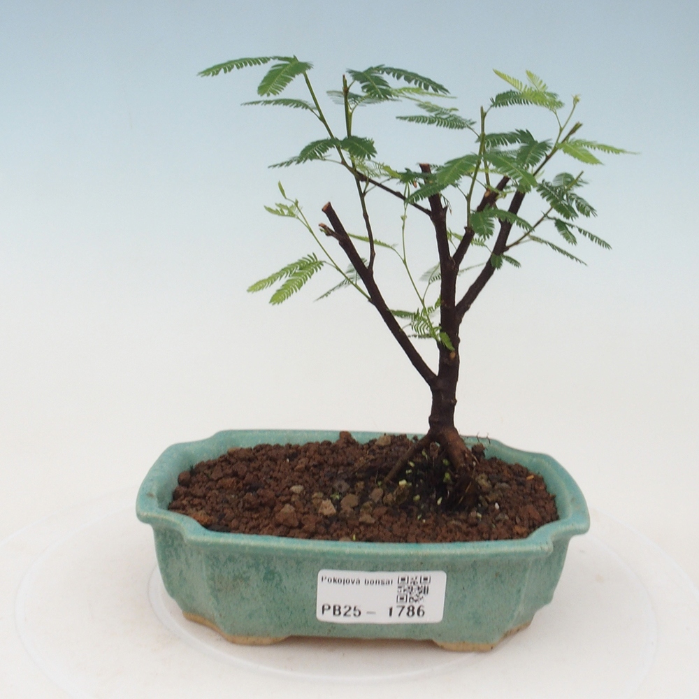 Pokój bonsai-Calliandra surinamensis Dixie Pink - Kaliandra z Surii