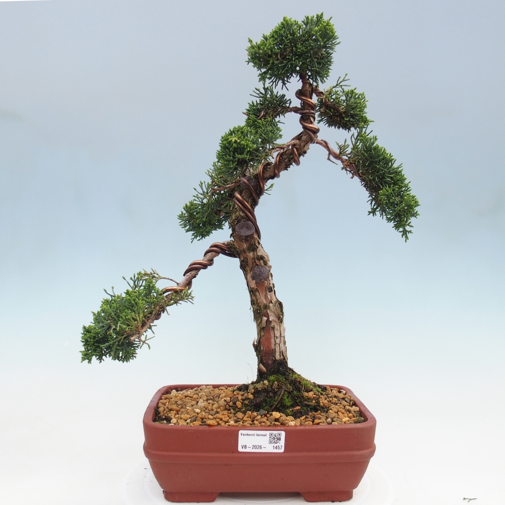 Outdoor bonsai - Juniperus chinensis Kishu
