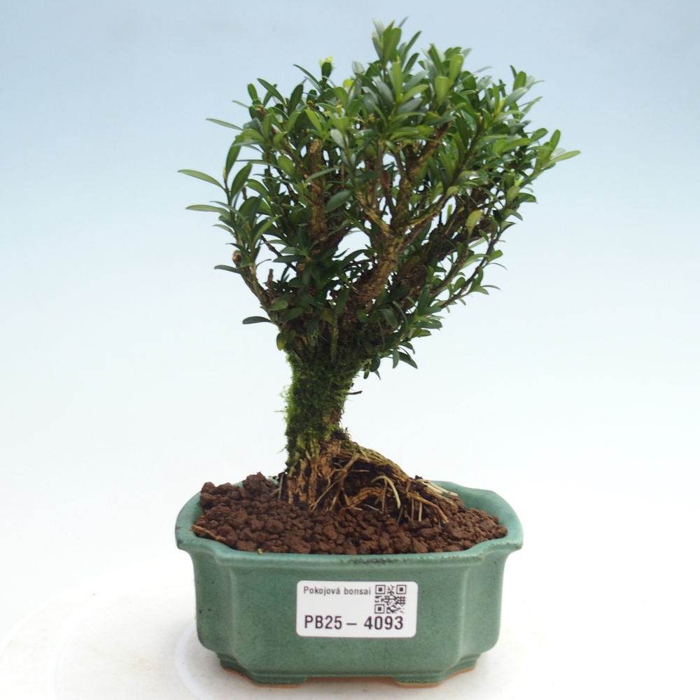 Pokój bonsai - Buxus harlandii - buxus korkowy