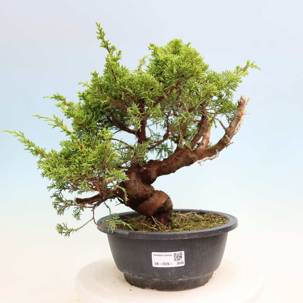 Bonsai ogrodowe – Juniperus chinensis Itoigawa – jałowiec chiński