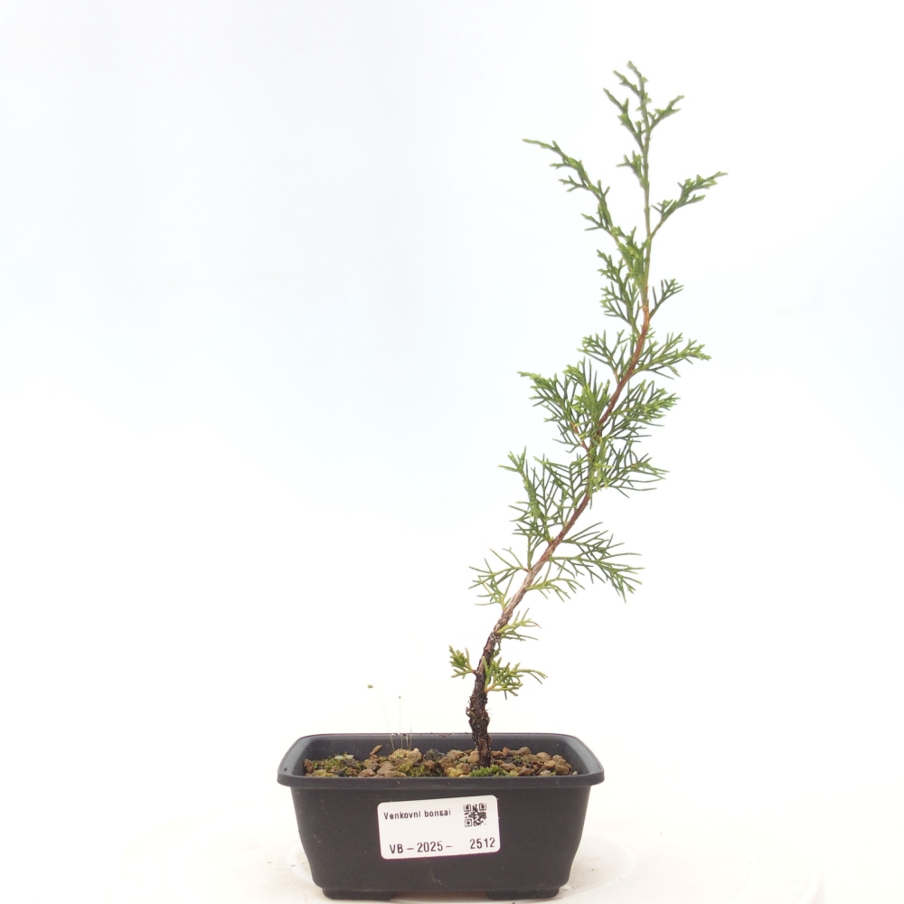 Outdoor bonsai - Juniperus chinensis Itoigawa - Jałowiec chiński