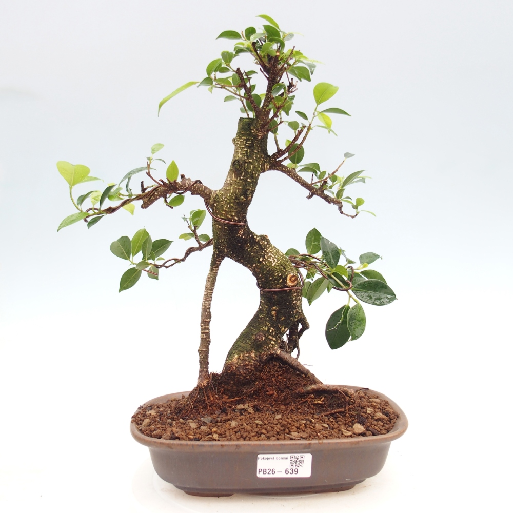 Pokój bonsai - Ficus kimmen - figowiec drobnolistny