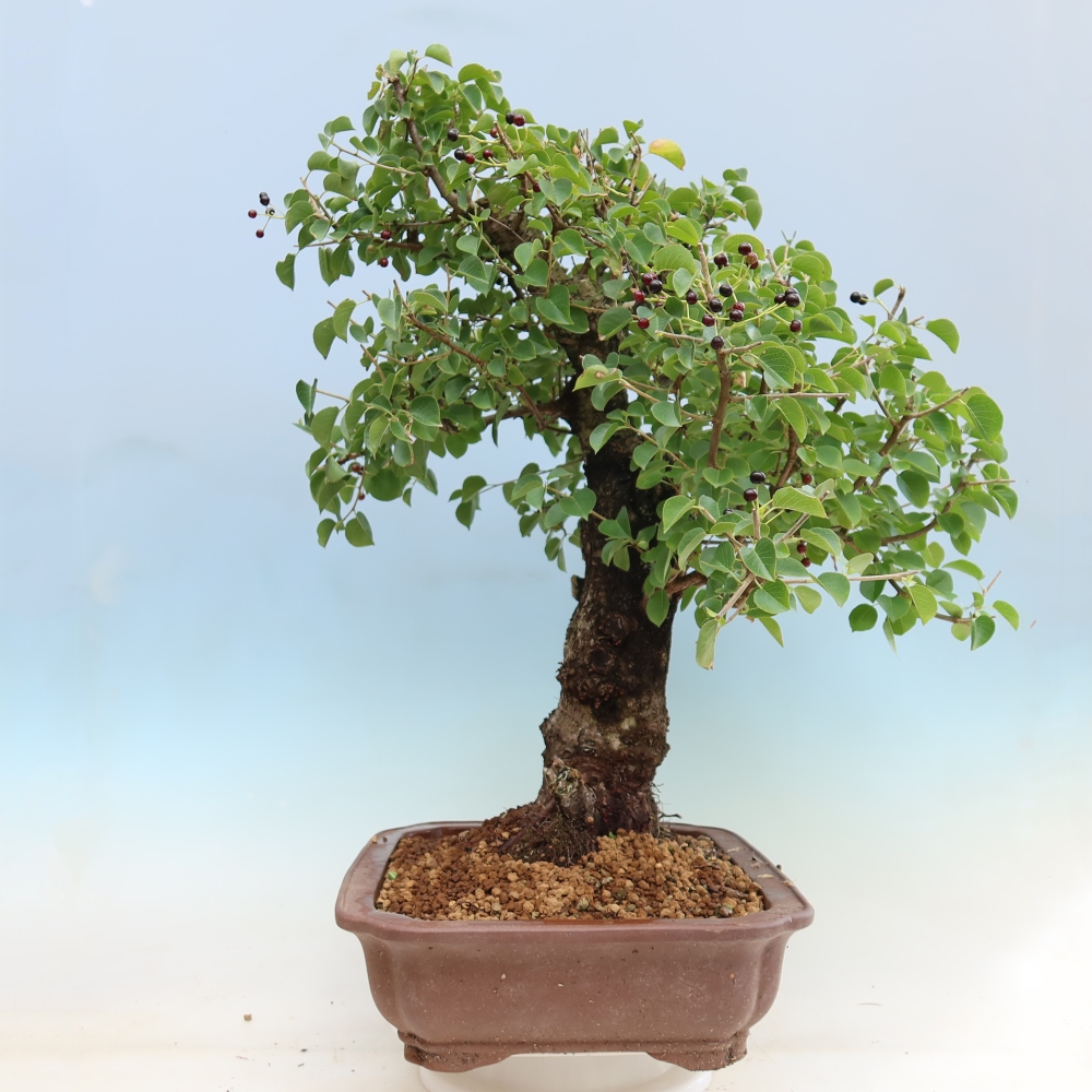 Bonsai ogrodowe – Mahalebka – Prunus mahaleb