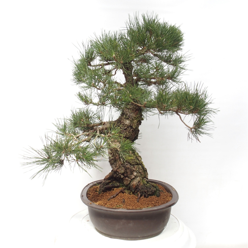 Bonsai ogrodowe - Pinus thunbergii - Sosna Thunberg