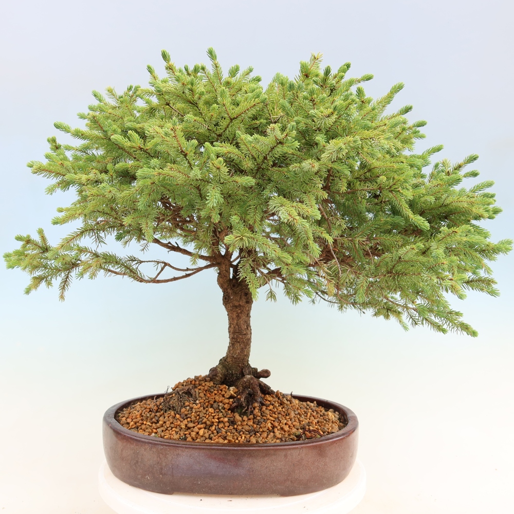 Bonsai ogrodowe – Picea glauca Echiniformis – Świerk szary