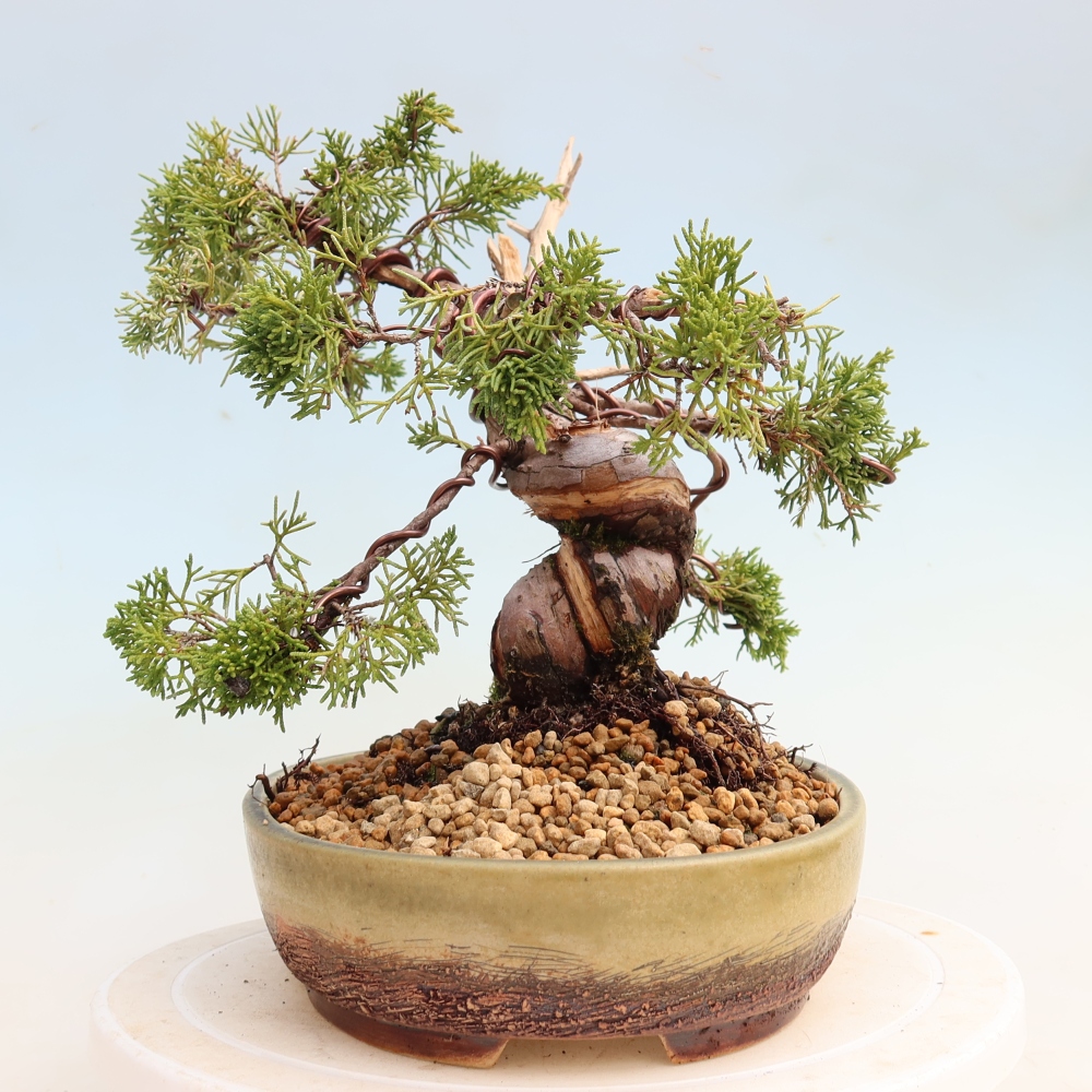 Bonsai ogrodowe – Juniperus chinensis Itoigawa – jałowiec chiński