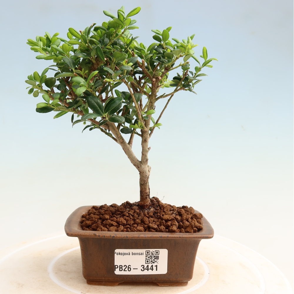 Pokój bonsai - Ilex crenata - Ostrokrzew