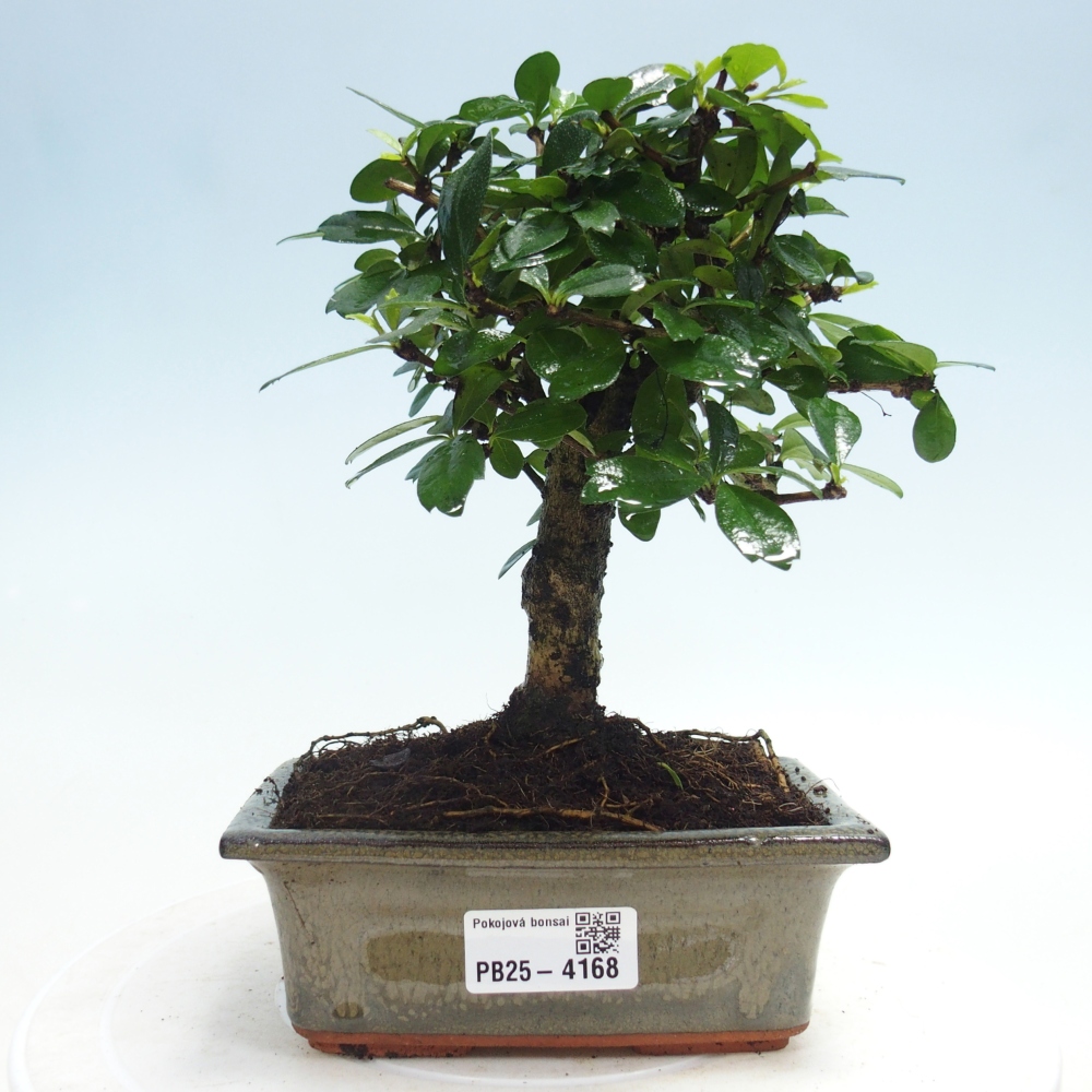 Bonsai pokojowe - Carmona macrophylla - Tea fuki
