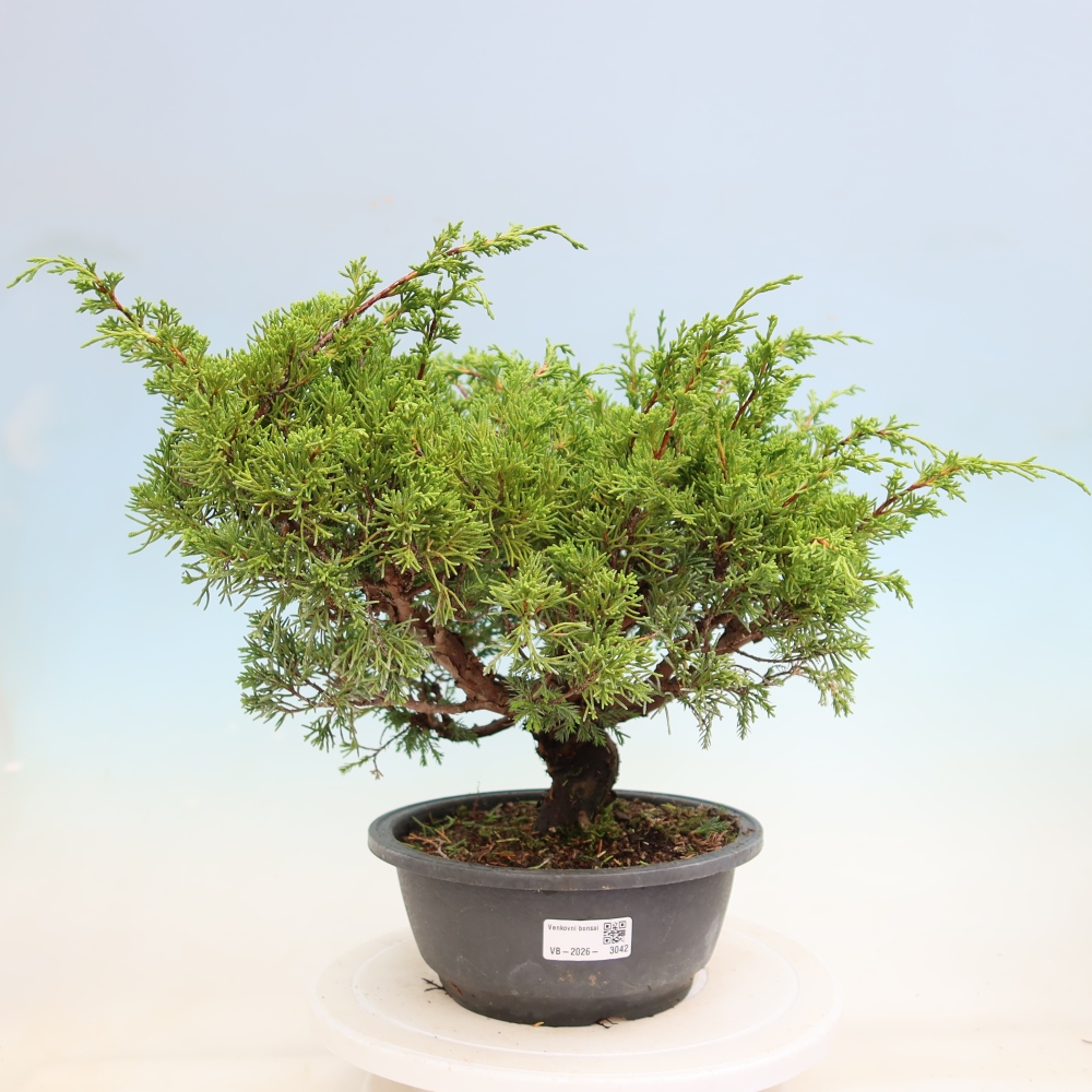 Bonsai ogrodowe – Juniperus chinensis Itoigawa – jałowiec chiński