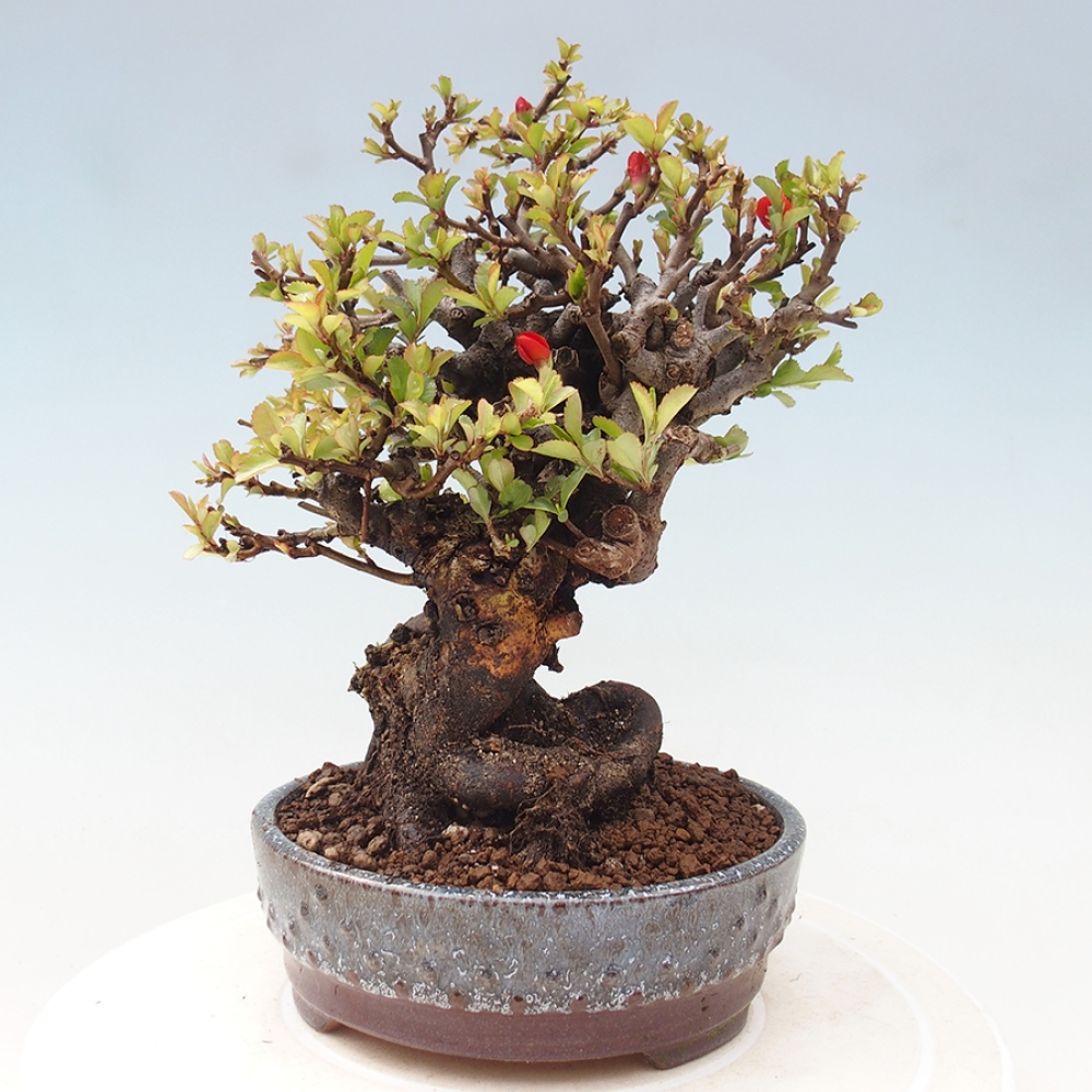 Bonsai zewnętrzne - Chaneomeles speciosa - Pigwa