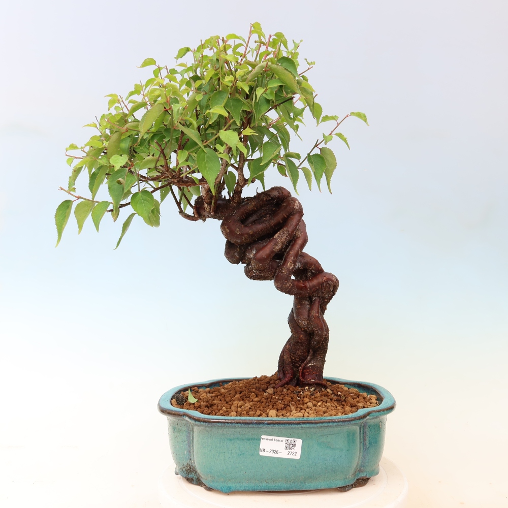 Bonsai ogrodowe – japońska śliwka – Prunus Mume