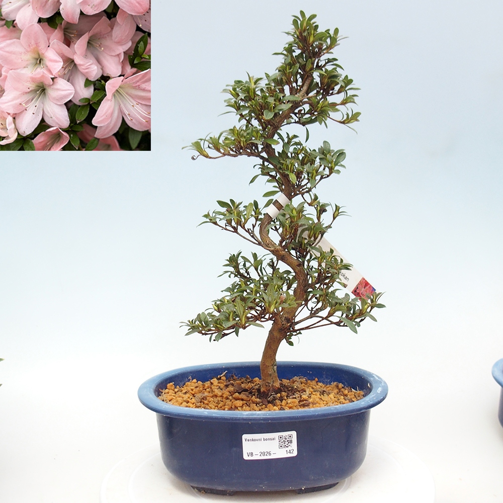 Bonsai zewnętrzne - Azalia japońska - Azalia Jukokan