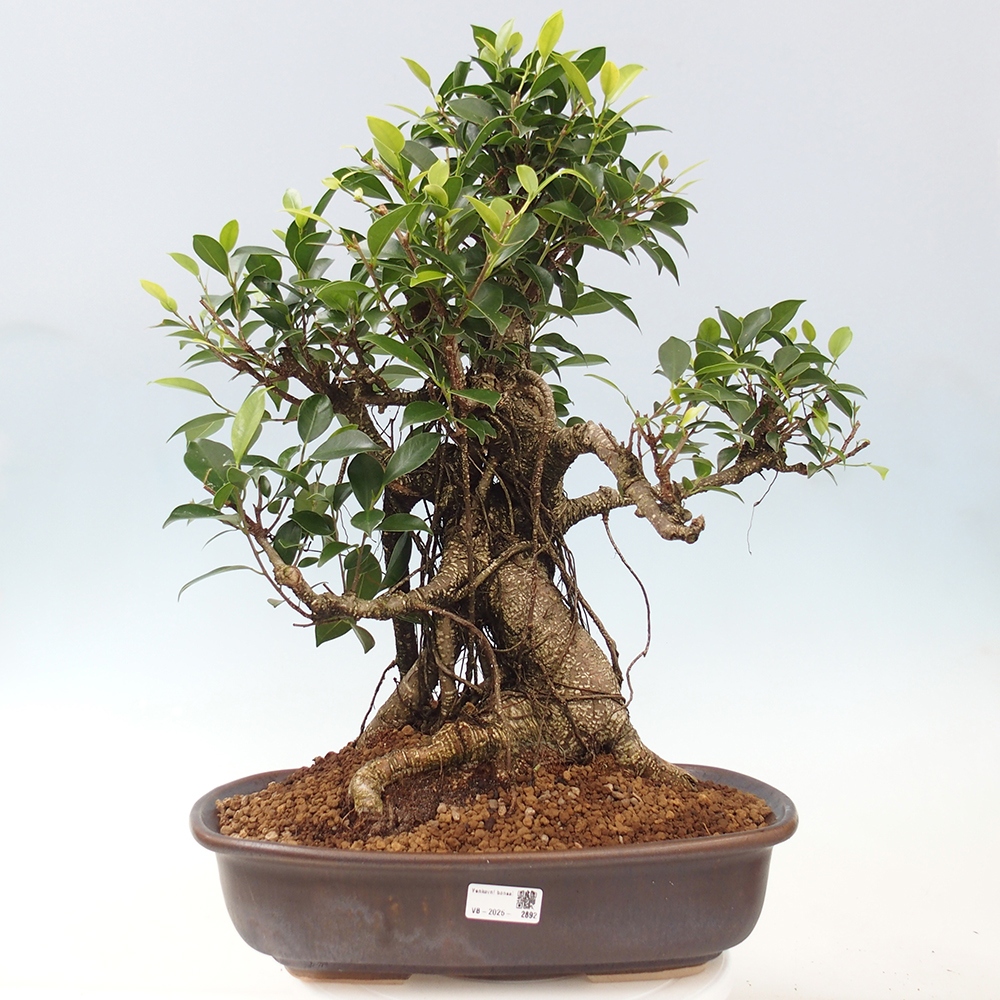 Bonsai pokojowe - Ficus kimmen - figowiec drobnolistny - WYŁĄCZNIE ODBIÓR OSOBISTY lub transport paletowy