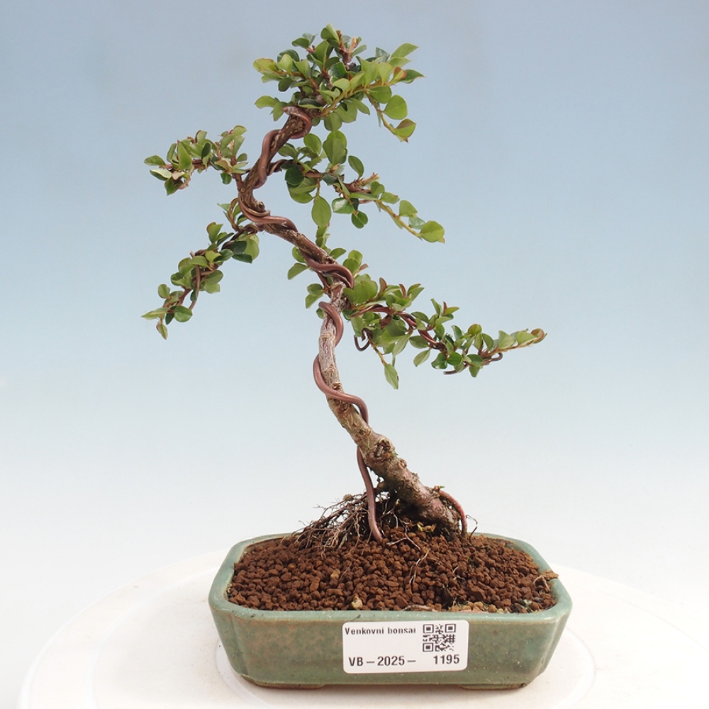 Odkryty bonsai-Cotoneaster poziomy - Skała