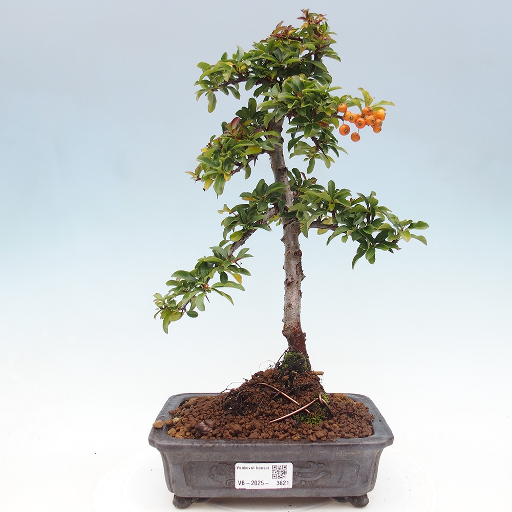 Outdoor bonsai-Pyracantha Teton -Hlox