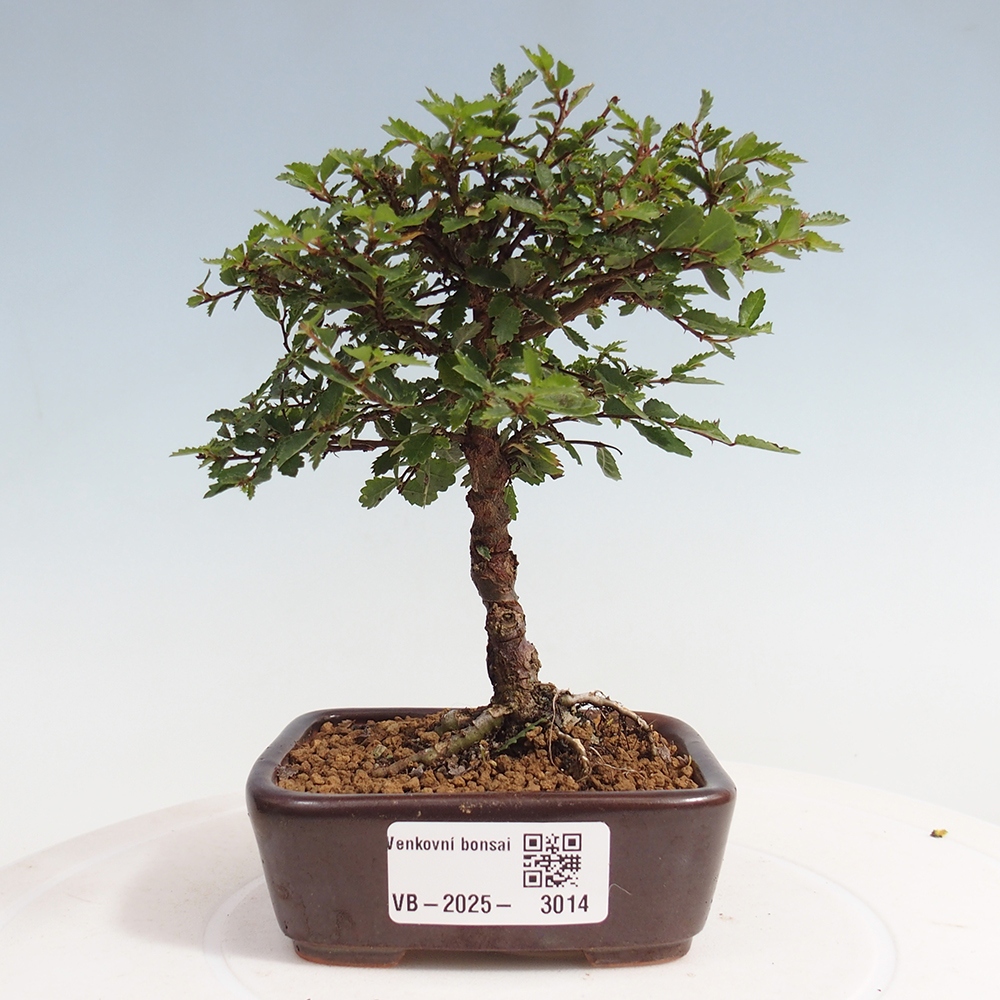 Bonsai zewnętrzne - Ulmus parvifolia Sagei - Wiąz drobnolistny