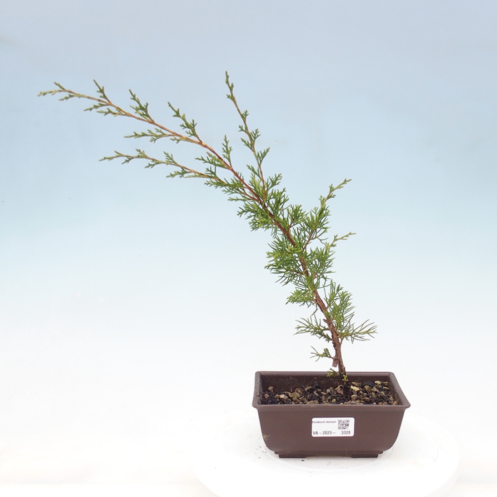Outdoor bonsai - Juniperus chinensis Itoigawa - Jałowiec chiński
