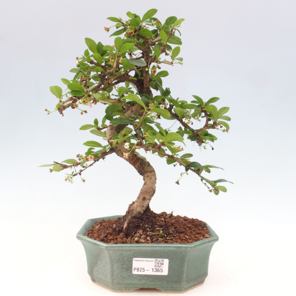 Pokój bonsai - Carmona macrophylla - Tea fuki