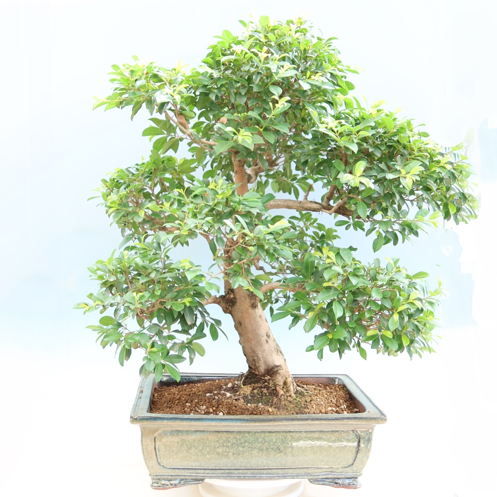Pokój bonsai - Wiśnia australijska - Eugenia uniflora
