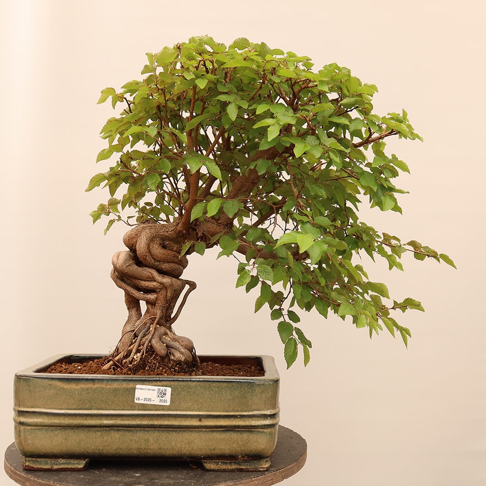 Bonsai plenerowe - Carpinus Coreana - grab koreański