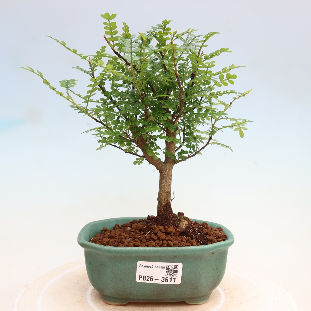 Pokój bonsai - Zantoxylum piperitum - drzewo pieprzowe