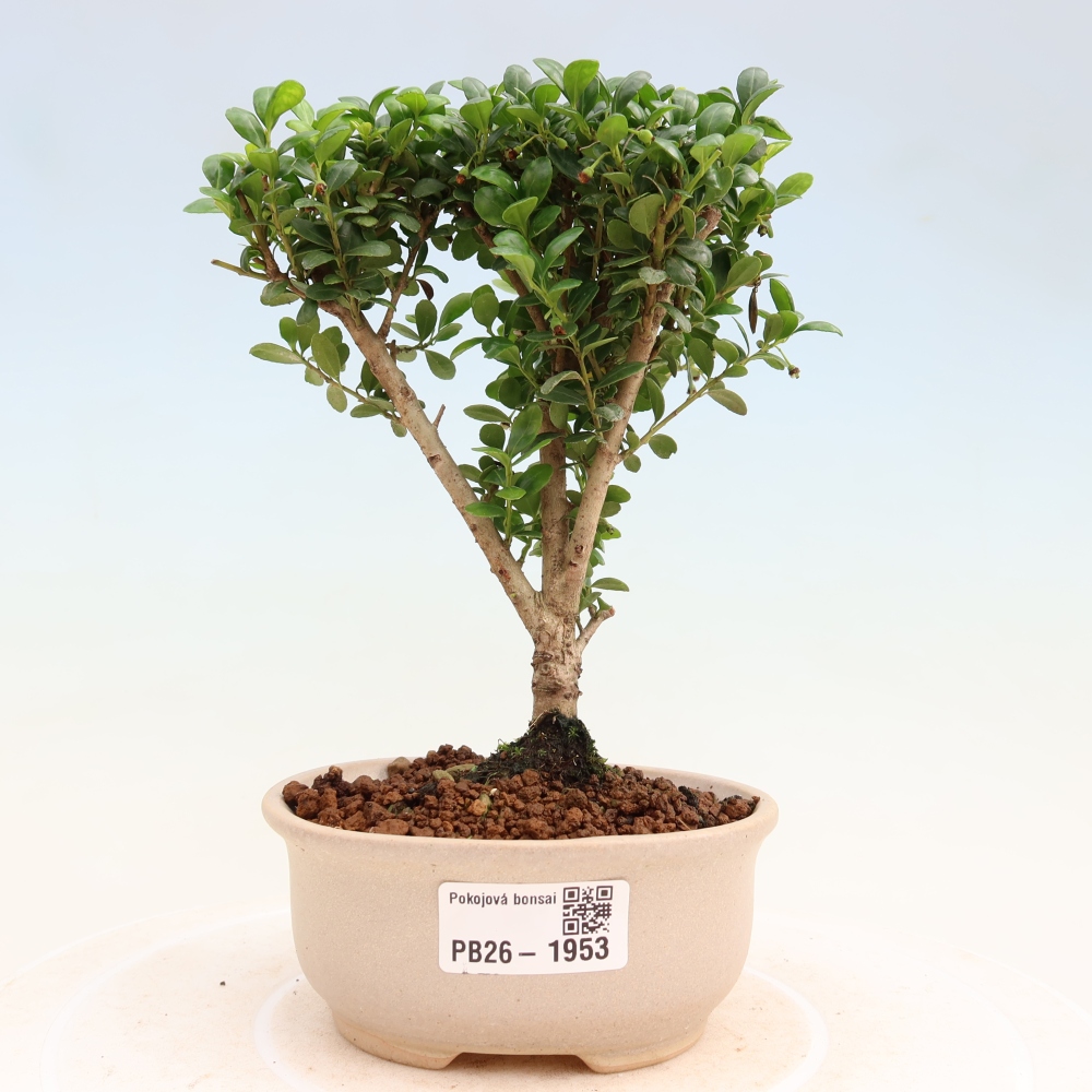 Pokój bonsai - Ilex crenata - Ostrokrzew