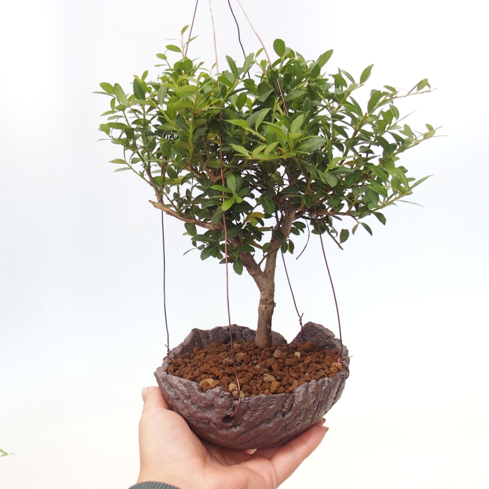 Kokedama z ceramiki - Ilex crenata - Holly