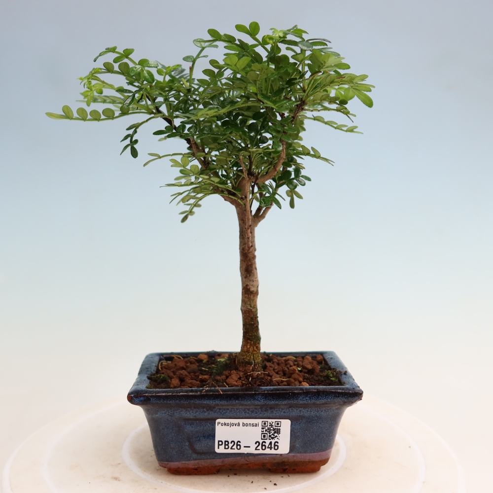 Pokój bonsai - Zantoxylum piperitum - drzewo pieprzowe