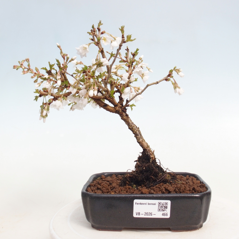 Outdoor bonsai - Prunus incisa Kojou-no mai-Plivon wycięty
