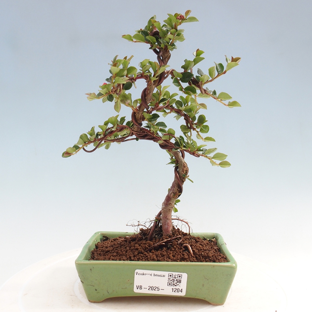 Odkryty bonsai-Cotoneaster poziomy - Skała