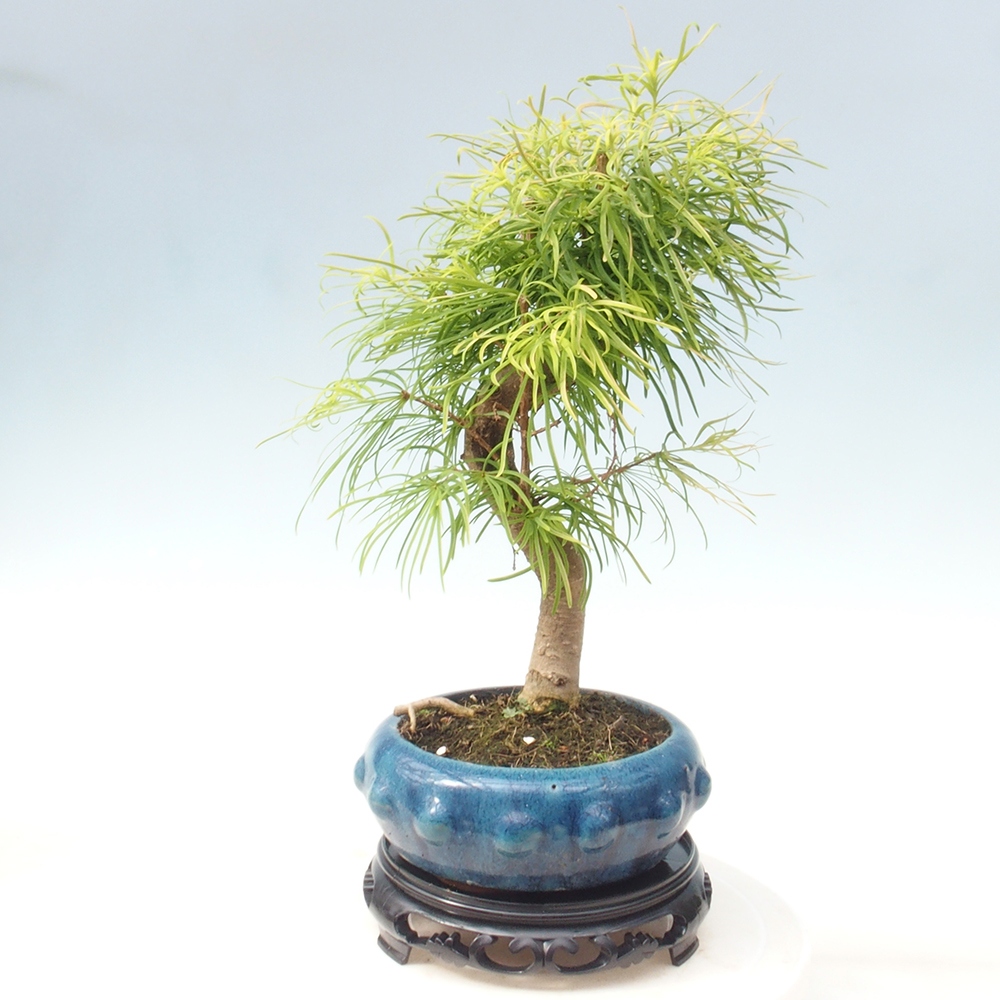 Stolik bonsai plastikowy okrągły 21 x 21 x 5  cm, kolor czarny