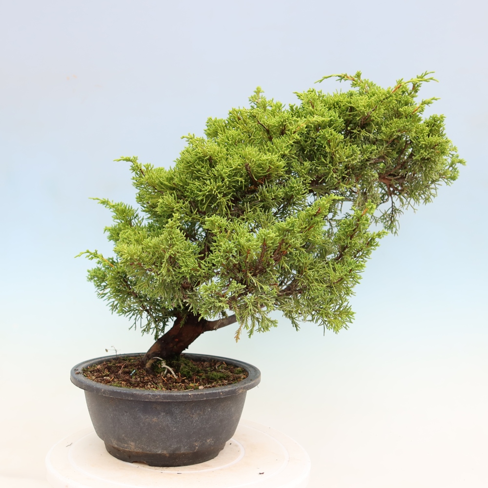 Bonsai ogrodowe – Juniperus chinensis Itoigawa – jałowiec chiński