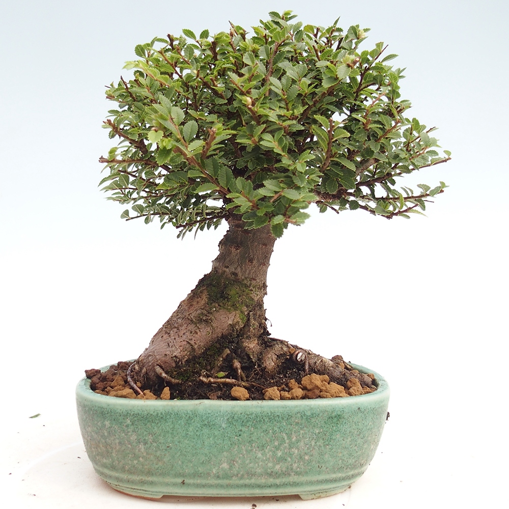 Bonsai zewnętrzne - Ulmus parvifolia Hokkaido - wiąz chiński