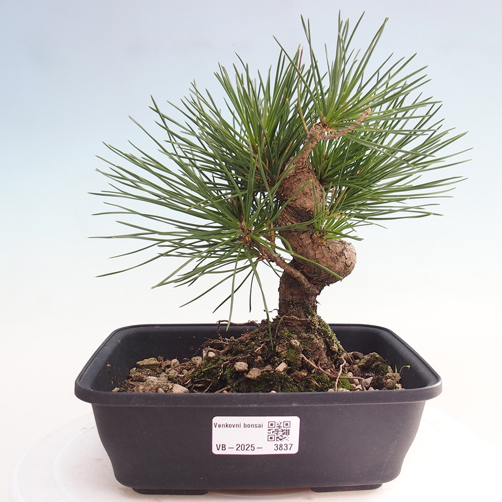 Outdoor bonsai - Pinus thunbergii - sosna Thunberga