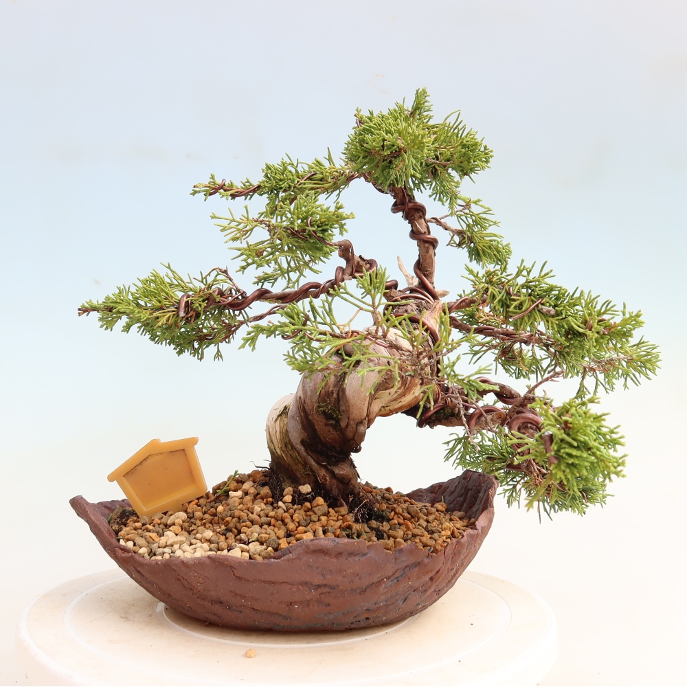 Bonsai ogrodowe – Juniperus chinensis Itoigawa – jałowiec chiński