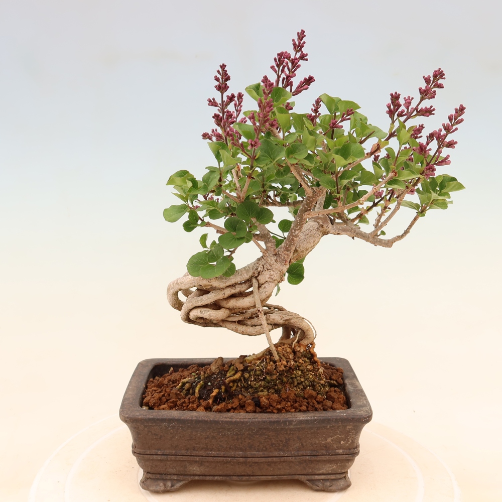 Outdoor bonsai - Syringa microphylla - liliowiec drobnokwiatowy