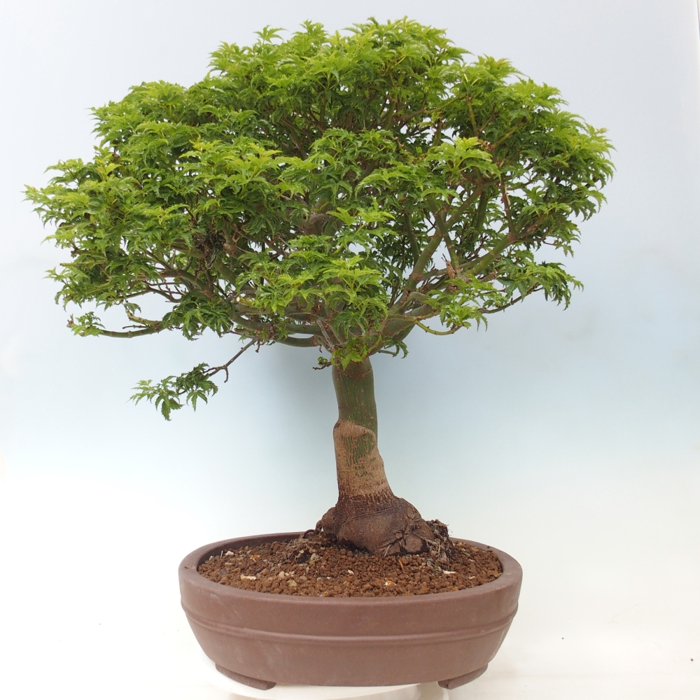 Outdoor bonsai - palma jaworowa Acer palmatum Shishigashira