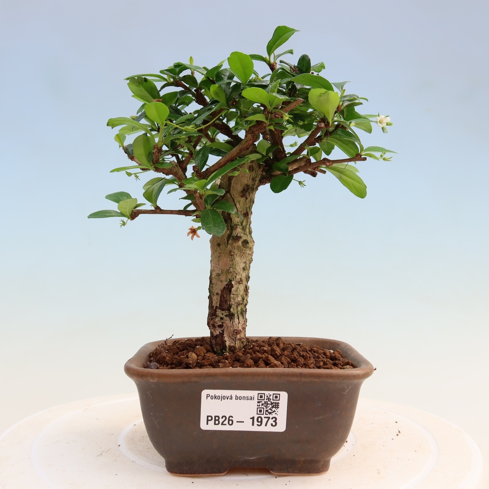 Bonsai pokojowe - Carmona macrophylla - Tea fuki