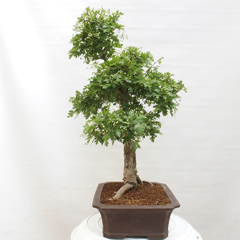 Bonsai zewnętrzne - Głóg - Crataegus monogyna