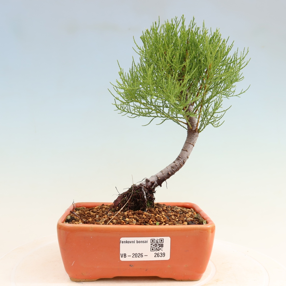 Bonsai ogrodowe – Tamaryszek – Tamarix