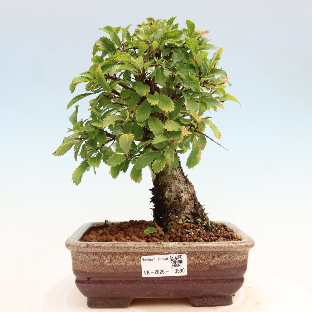 Bonsai zewnętrzne - Zelkova - Zelkova NIRE