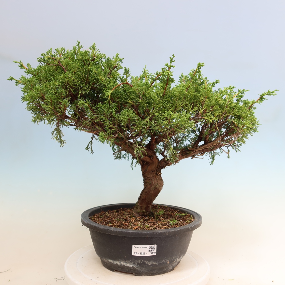 Bonsai ogrodowe – Juniperus chinensis Itoigawa – jałowiec chiński