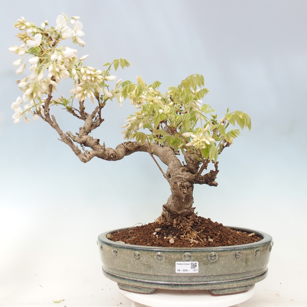Bonsai zewnętrzne - Vistaria - Wisteria