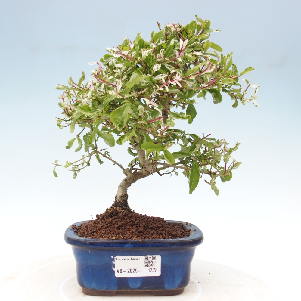 Outdoor bonsai - Ligustrum obtusifolium - Dziób ptasi o matowych liściach