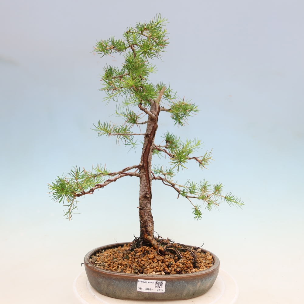 Bonsai zewnętrzne - Larix decidua - Modrzew