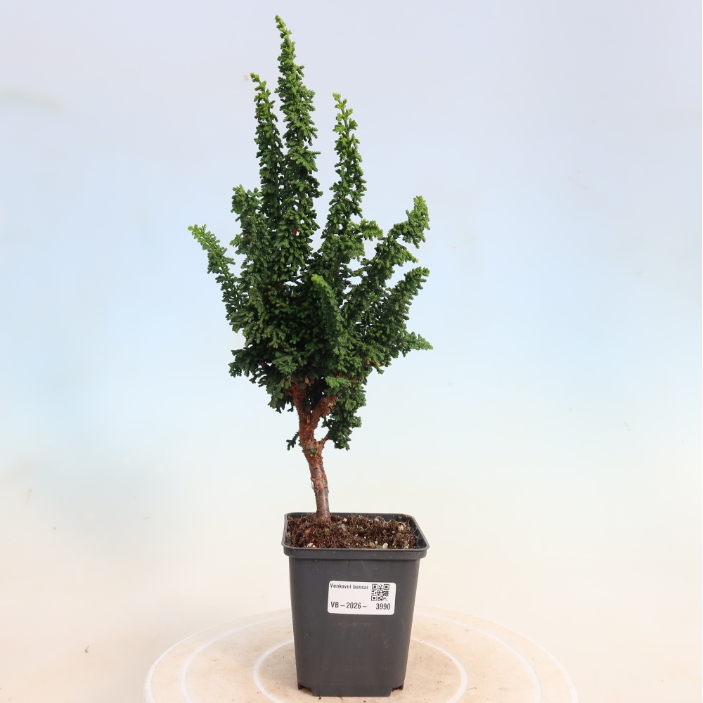 Bonsai zewnętrzne - Cham. obtusa SEKKA HINOKI - Cyprys