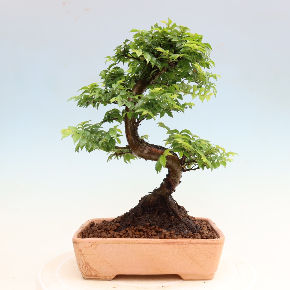 Bonsai ogrodowe – Ulmus Jacqueline Hillier – wiąz piękny