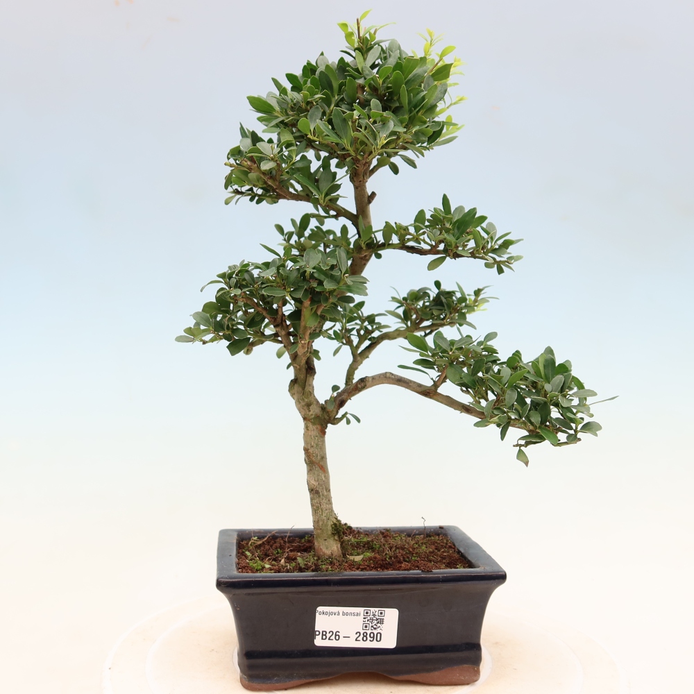 Pokój bonsai - Ilex crenata - Ostrokrzew
