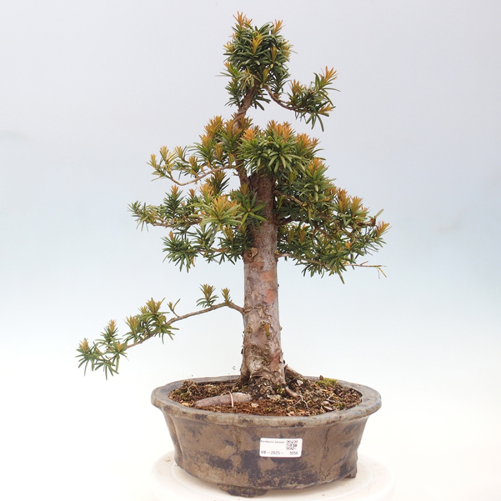 Bonsai na zewnątrz - Taxus cuspidata - cis japoński