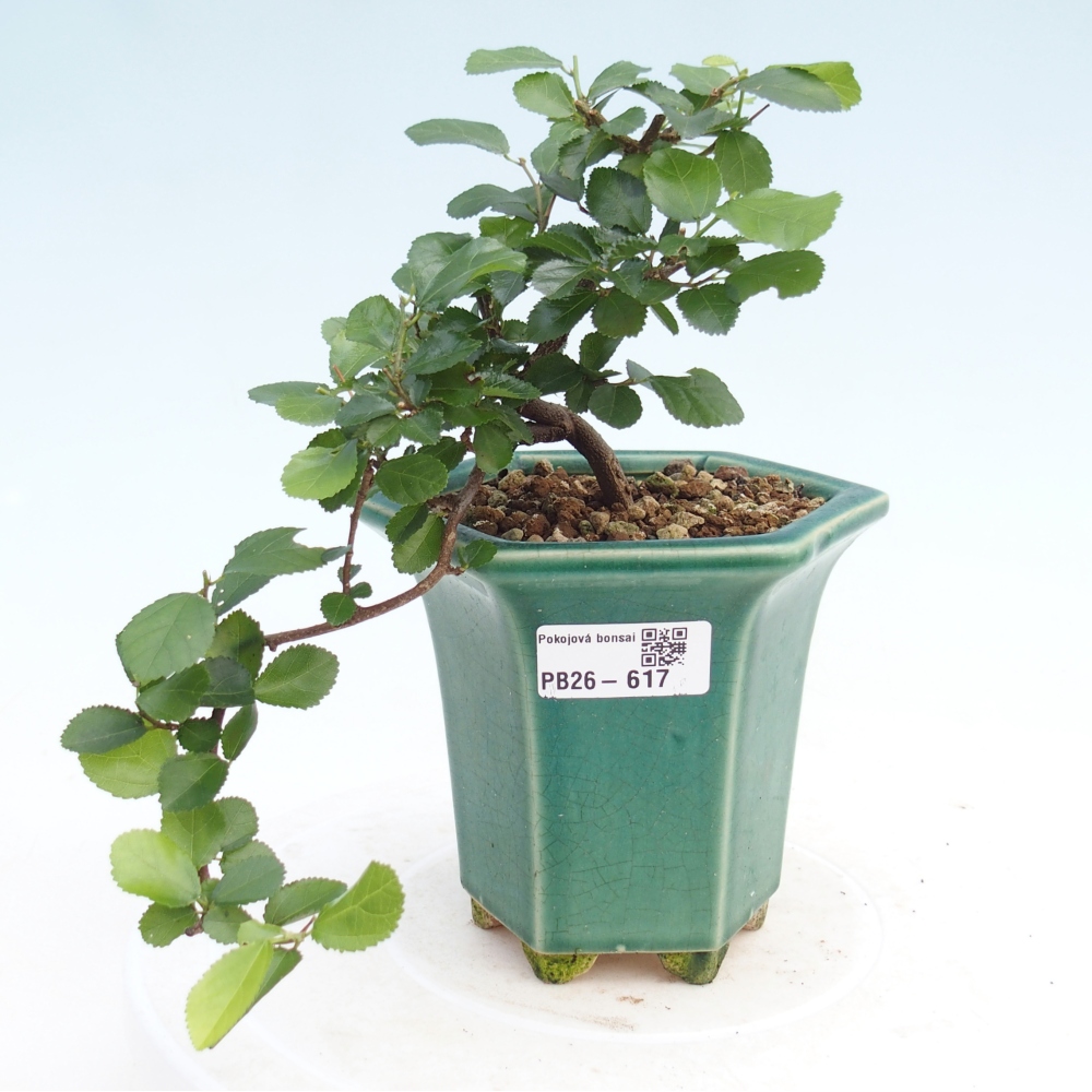 Indoor bonsai - Grewia occidentalis - Lawendowa rozgwiazda